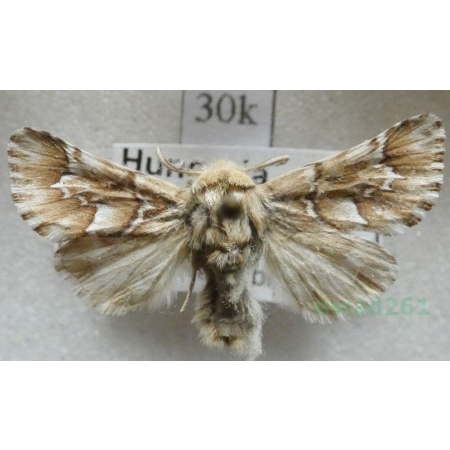 Oxicesta geographica (Fabricius, 1787) Hungaria30k